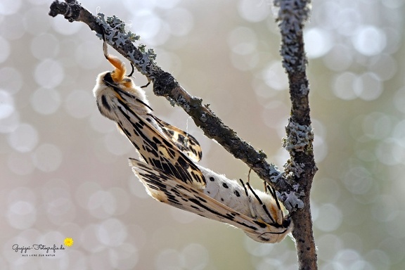 Eulenfalter (Spilarctia melanostigma)