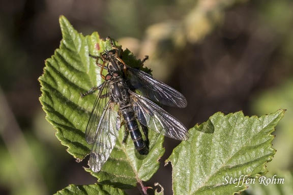 Raubfliege (Asilidae sp.)