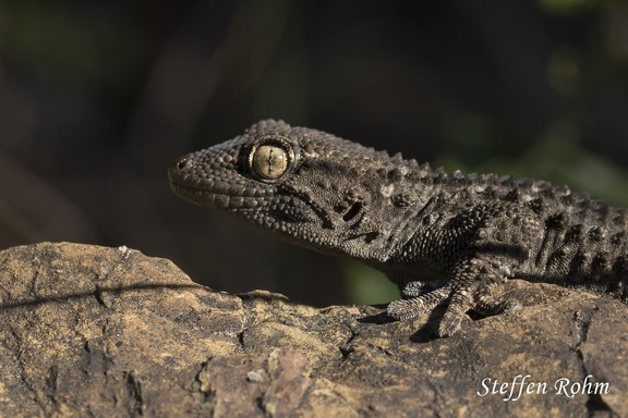 Mauergecko (Tarentola mauritanica)