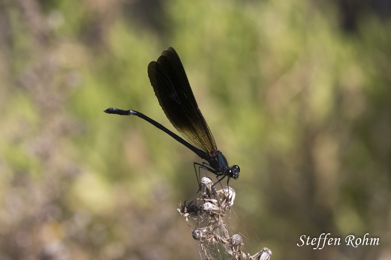 Bronzene Prachtlibelle (Calopteryx haemorrhoidalis)