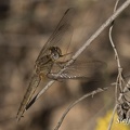 Feuerlibelle (Crocothemis erythraea)