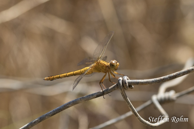 Kleiner Blaupfeil (Orthetrum coerulescens)