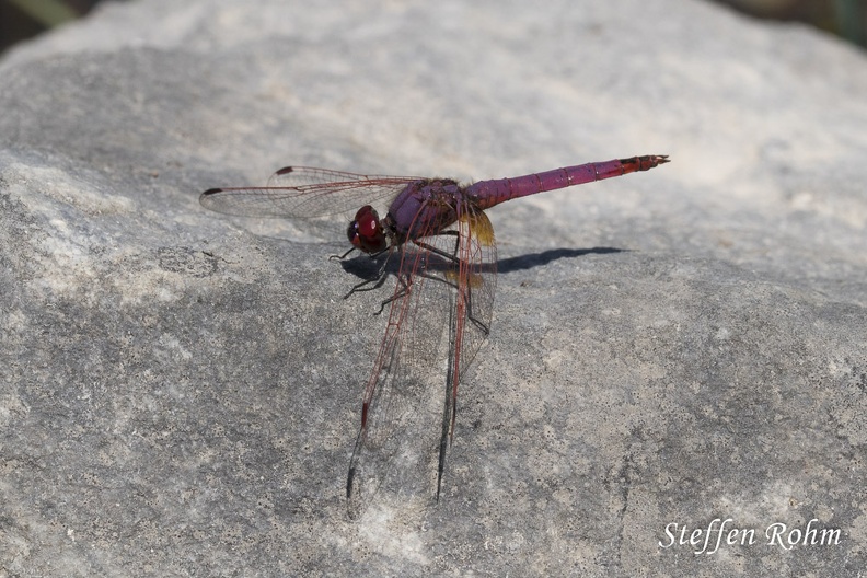 Violetter Sonnenzeiger - Violet Dropwing (Trithemis annulata)
Männchen - Male
Foto: Steffen Rohm
Ort: Toskana, Italien
Kamera: Canon EOS 80 D, Sigma Macro 105mm 1:2.8 EX DG OS HSM Rohm-4483-Lago del Bicocchi, Toskana, Violetter Sonnenzeiger - Violet Dropwing.jpg