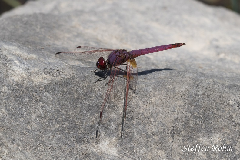 Rohm-4483-Lago del Bicocchi, Toskana, Violetter Sonnenzeiger - Violet Dropwing.jpg