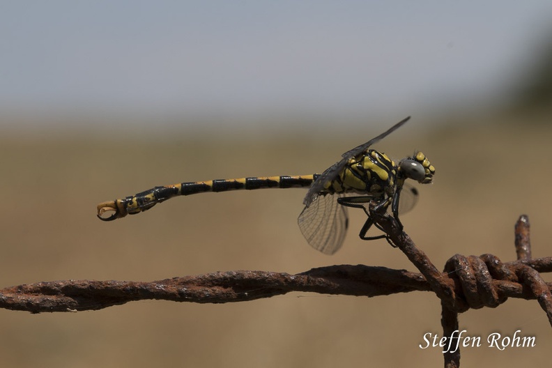 Große Zangenlibelle (Onychogomphus uncatus)