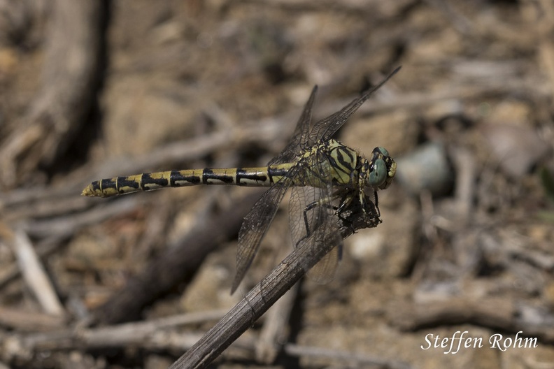 Westliche Zangenlibelle (Onychogomphus forcipatus ssp. unguiculatus)