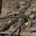 Westliche Zangenlibelle (Onychogomphus forcipatus ssp. unguiculatus)