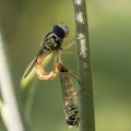 Gemeine Stiftschwebfliege (Sphaerophoria scripta)