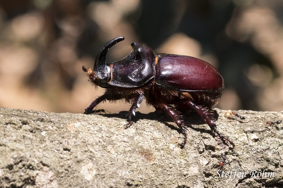 Nashornkäfer (Oryctes nasicornis)