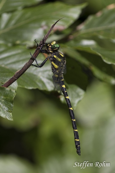 Gestreifte Quelljungfer (Cordulegaster bidentata)