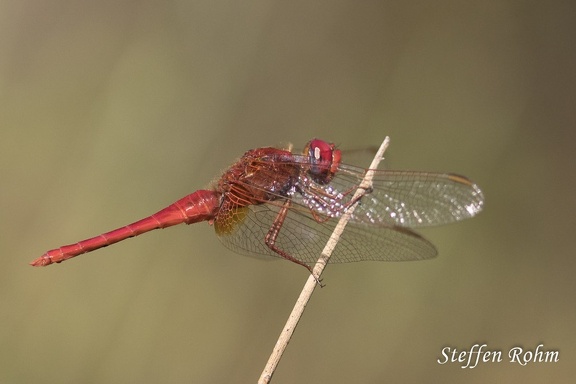 Feuerlibelle - Scarlet Darter (Crocothemis erythraea)