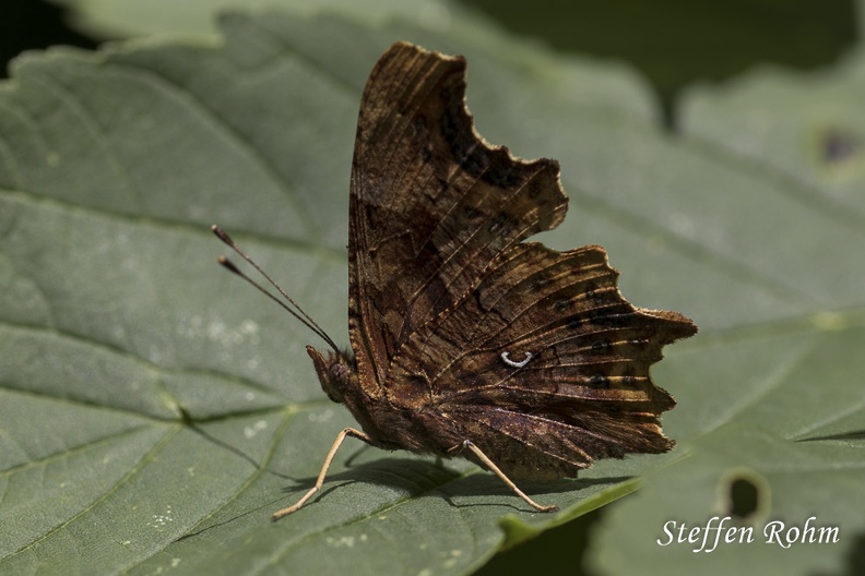 C-Falter - Comma Butterfly (Polygonia c-album)