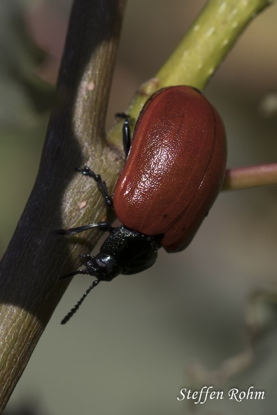 Rohm-1434-Beuren (Beurener Heide), Pappelblattkäfer - Red Poplar Leaf Beetle.jpg