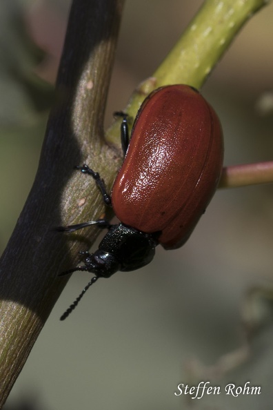 Pappelblattkäfer - Red Poplar Leaf Beetle (Chrysomela populi)
Foto: Steffen Rohm
Ort: Schwäbische Alb
Kamera: Canon EOS 80 D, Sigma Macro 105mm 1:2.8 EX DG OS HSM Rohm-1434-Beuren (Beurener Heide), Pappelblattkäfer - Red Poplar Leaf Beetle.jpg