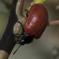 Pappelblattkäfer - Red Poplar Leaf Beetle (Chrysomela populi)