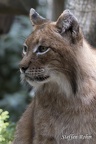 Eurasischer Luchs - Lynx (Lynx lynx)