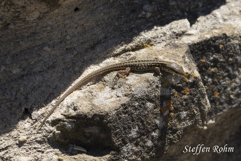 Rohm-3593-Mauereidechse - Common Wall Lizard, Toskana.jpg