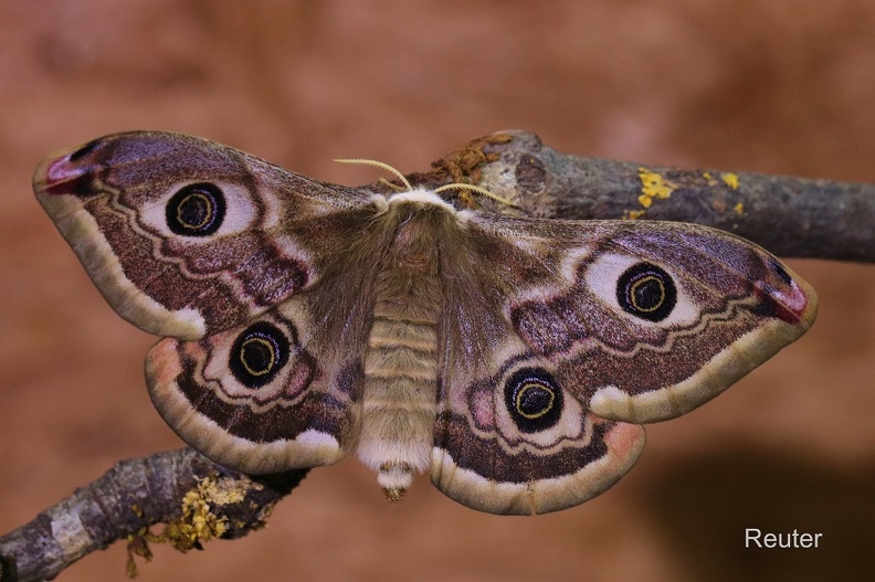 Südliches Kleines Nachtpfauenauge - Southern Emperor Moth (Saturnia pavoniella) Weibchen.jpg