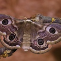 Südliches Kleines Nachtpfauenauge - Southern Emperor Moth (Saturnia pavoniella) Weibchen