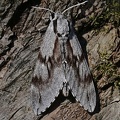 Kiefernschwärmer (Sphinx pinastri)