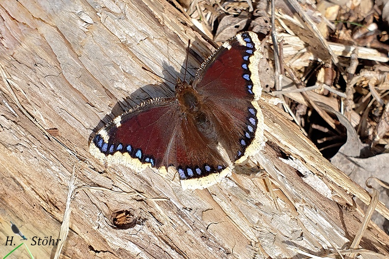 Trauermantel (Nymphalis antiopa)