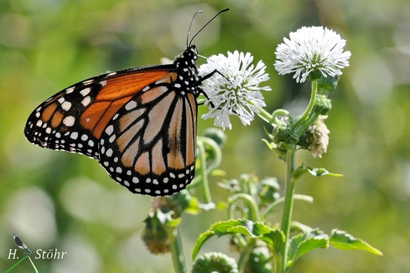 Südlicher Monarchfalter (Danaus erippus)