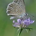 Zahnflügel-Bläuling (Polyommatus daphnis)
