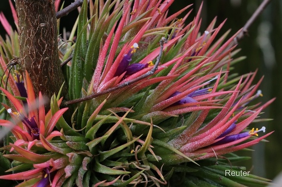 Tillandsie (Tillandsia fasciculata var. densispica)