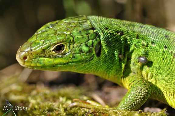 Westliche Smaragdeidechse (Lacerta bilineata)