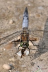 Großer Blaupfeil (Orthetrum cancellatum)