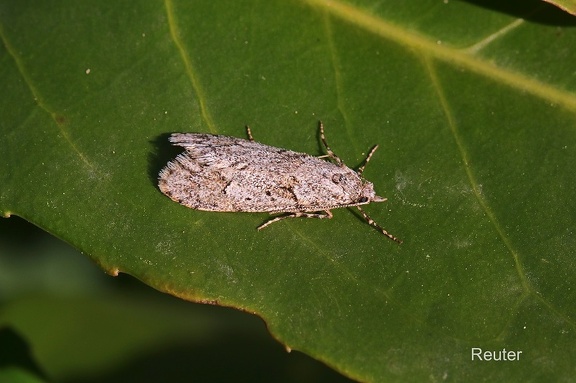 Buchenmotte (Diurnea fagella)