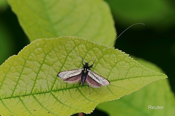 Grüner Langfühler (Adela reaumurella)