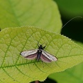 Grüner Langfühler (Adela reaumurella)