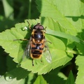 Totenkopfschwebfliege - Dead Head Hoverfly (Myathropa florea)