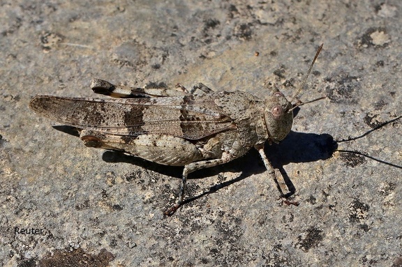 Blauflügelige Ödlandschrecke (Oedipoda caerulescens)