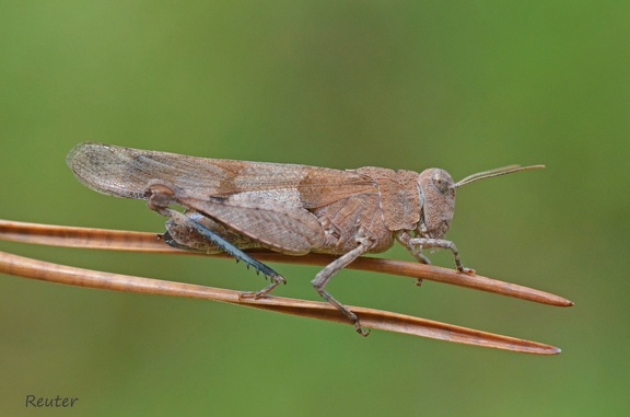 Blauflügelige Ödlandschrecke (Oedipoda caerulescens)