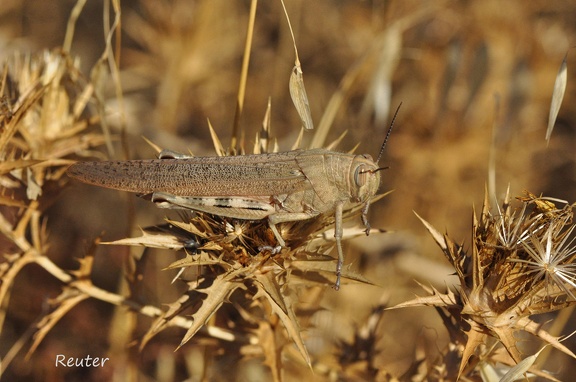 Ägyptische Wanderheuschrecke  (Anacridium aegyptium)