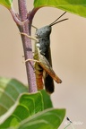 Chorthippus bornhalmi