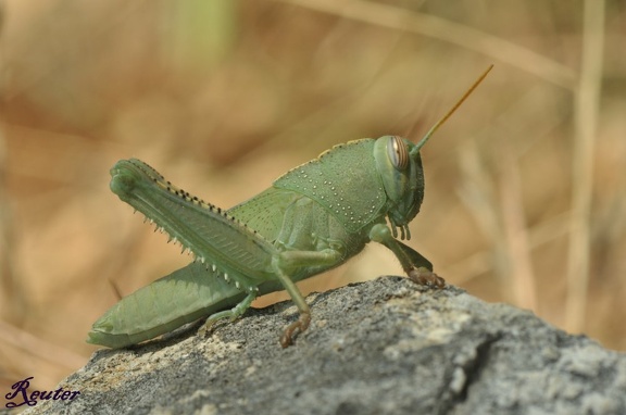 Ägyptische Wanderheuschrecke (Anacridium aegyptium) Nymphe