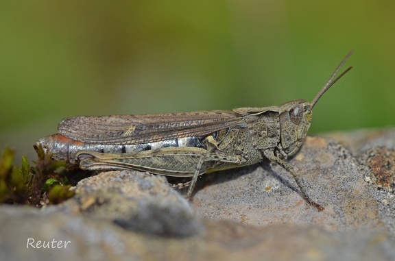 Nachtigall-Grashüpfer (Chortippus biguttulus) 