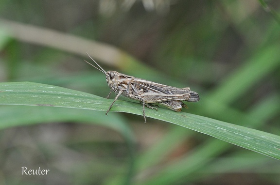 Marokkanische Wanderheuschrecke  (Dociostaurus maroccanus)