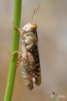 Felsgrashüpfer (Omocestus petraeus)