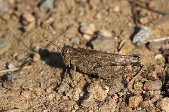 Zweifleckiger Grashüpfer (Chorthippus binotatus)