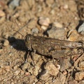 Zweifleckiger Grashüpfer (Chorthippus binotatus)