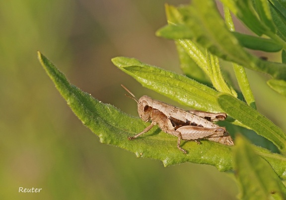 Kleine Knarrschrecke  (Pezotettix giornae)