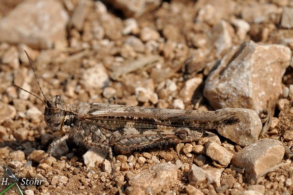 Blauflügelige Sandschrecke (Sphingonotus caerulans)