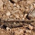 Blauflügelige Sandschrecke (Sphingonotus caerulans)