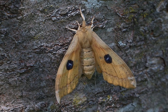 Nagelfleck (Aglia tau)