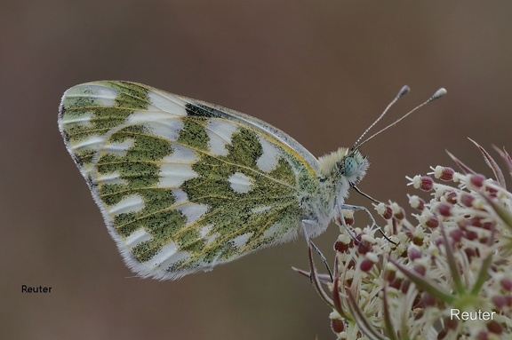 Resedafalter (Pontia edusa)
