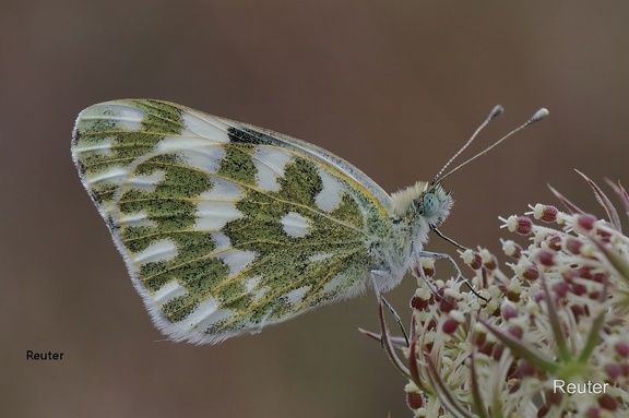 Resedafalter (Pontia edusa)